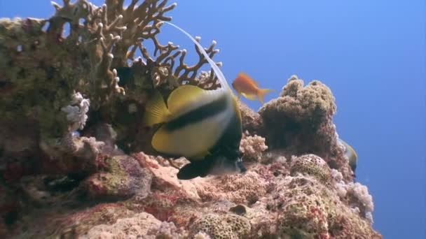 Sekelompok Ikan Tropis Terumbu Karang Untuk Mencari Makanan Menakjubkan Kehidupan — Stok Video