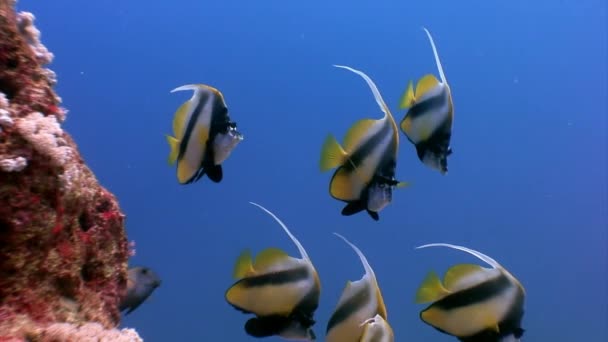 Gorgonisk Bakgrund Skolan Röd Fisk Koraller Vattnet Havet Simma Värld — Stockvideo