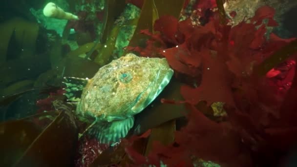 海底海藻海带的灌丛 奥霍次克海的鱼和潜水 有刺的壳是深褐色的 右爪是暗红色的 水下潜水 — 图库视频影像