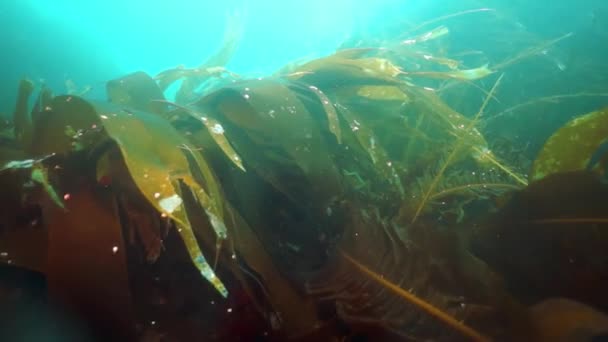 Podvodní Houští Mořských Řas Ryby Potápění Okhotském Moři Škeble Trny — Stock video