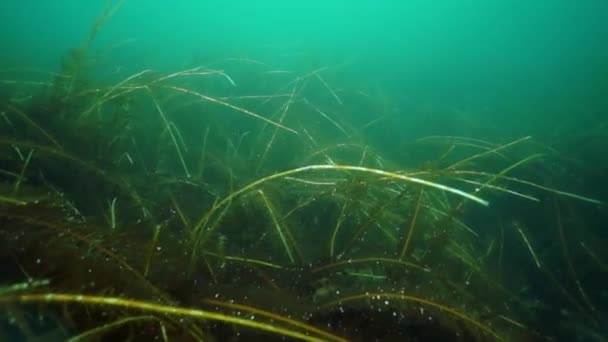 Des Fourrés Sous Marins Algues Poisson Plongée Mer Okhotsk Coquille — Video