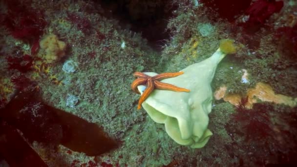 Подводные Заросли Водорослей Рыба Дайвинг Охотском Море Раковина Прикладами Темно — стоковое видео