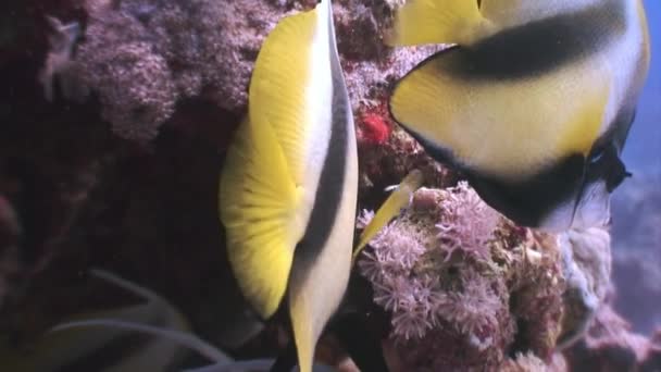 Gorgonian Fondo Escuela Peces Rojos Corales Bajo Agua Mar Nadar — Vídeos de Stock