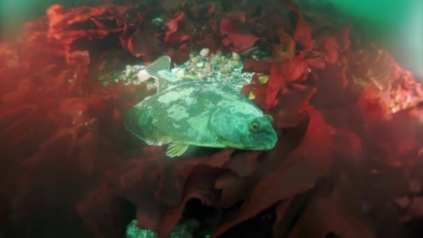 Onderwaterstruiken Van Zeewierkelp Vissen Duiken Zee Van Okhotsk Schelp Met — Stockvideo