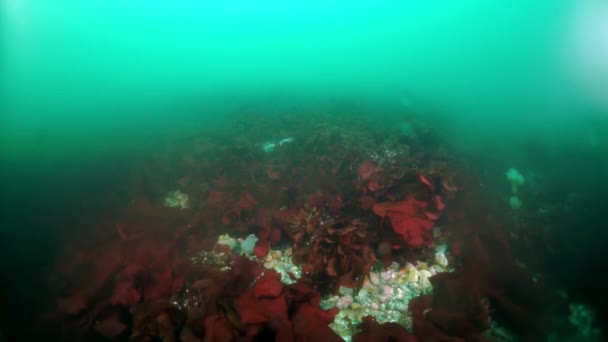 Υποβρύχια Αγκάθια Από Φύκια Ψάρια Και Καταδύσεις Στη Θάλασσα Του — Αρχείο Βίντεο