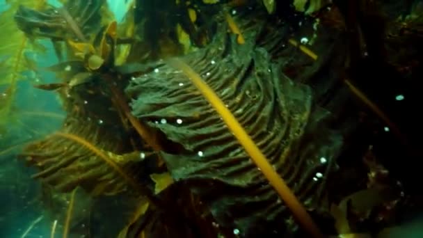Podwodne Zarośla Wodorostów Morskich Ryby Nurkowanie Morzu Okhotsk Skorupa Kolce — Wideo stockowe