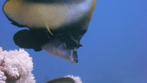 Gorgoniano Segundo Plano Escola Peixe Vermelho Corais Subaquáticos Mar Natação — Vídeo de Stock