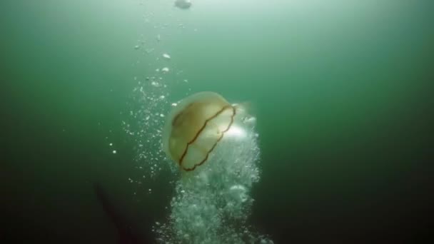 Podwodne Zarośla Wodorostów Morskich Nurkowanie Morzu Okhotsk Skorupa Kolce Ciemnobrązowy — Wideo stockowe