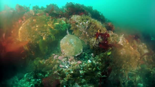 海底海藻海带的灌丛 奥霍次克海的鱼和潜水 有刺的壳是深褐色的 右爪是暗红色的 水下潜水 — 图库视频影像
