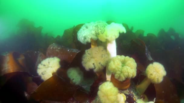 Bawah Air Semak Rumput Laut Rumput Laut Rumput Laut Menyelam — Stok Video