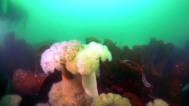 Podwodne Zarośla Wodorostów Morskich Nurkowanie Morzu Okhotsk Skorupa Kolce Ciemnobrązowy — Wideo stockowe