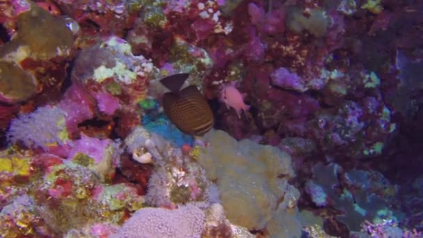 紅海の海洋の自然景観を背景に水中ハタ サンゴ礁や藻のカラフルな美しい野生動物の世界では水泳 餌を求めて人の住民 深海ダイビング — ストック動画