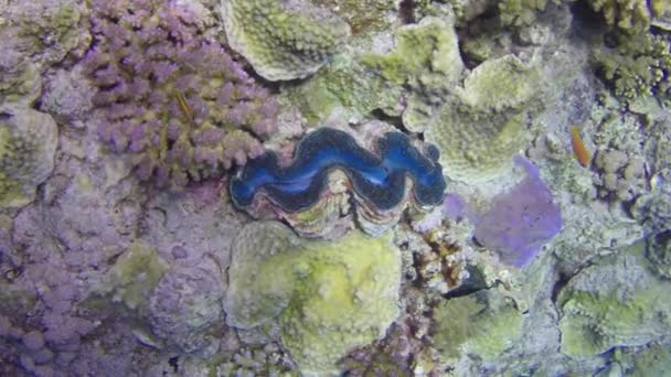 在红海海底彩色珊瑚的背景上有翠菊蛤 在美丽的珊瑚礁野生动物世界里游泳 寻找食物的居民 深海潜水放松 — 图库视频影像