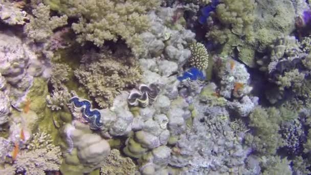 Tridacne Muscheln Auf Hintergrund Bunte Korallen Unter Wasser Roten Meer — Stockvideo