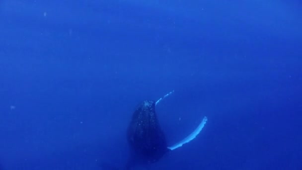 Ballena Flota Verticalmente Superficie Del Agua Vida Marina Del Océano — Vídeo de stock