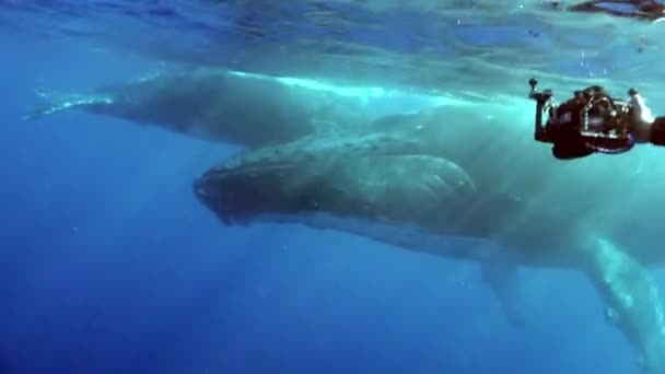 Whale Calf Front Camera Hand Diver Water Surface Ocean Reunion — Stock Video
