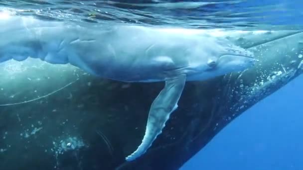 家庭座头鲸与海底母亲的近照 在留尼旺岛清澈海水中生活的大型平静海洋动物新浪形鲸的家庭生活的完整性与和谐 — 图库视频影像