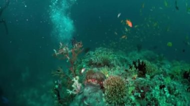 Maldivler 'in zengin su altı ekosistemi önemli ve deniz yaşamının hatırlatıcısıdır. Derin deniz siperleri ve sualtı mağaraları da okyanusun gizli derinliklerine bir göz atma fırsatı sunuyor..