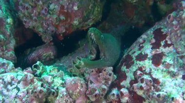 Isla Del Coco 'daki su altı moraine' e yakın çekim. Yengeçler yiyecek ararken balık sürüleri senkronize bir şekilde yüzer..