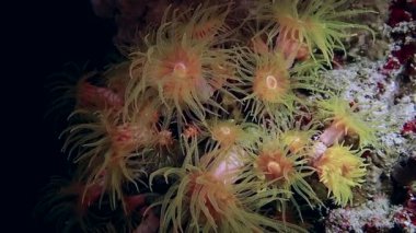 Bir kırmızı dışbükey resif yengeci (Carpilius konvexus), kısa bacakları ve pençeleriyle bir mercan resifinin derinliğine ve karanlığına doğru hareket eder. Etrafındaki resif çok güzel, canlı bir şekilde gelişiyor..