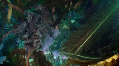 Kuzey Buz Denizi 'nin soğuk ve berrak sularında Norveç Svalbard' da yüzen ve deniz sakinlerinin etrafında yüzen deniz altı kutup manzarası videoları. Deniz canlılarının şaşırtıcı, güzel deniz yaşamı dünyası..