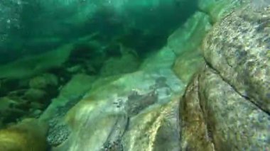 Verzaska dağ nehrinin dibindeki suyun ve kayaların yakın sualtı görüntüsü. Dağların hızlı akan suları saf nehir ve şeffaf su altında kayalar. Vahşi doğa..