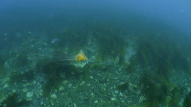 Kuzey Buz Denizi 'nin soğuk ve berrak sularında Norveç Svalbard' da yüzen ve deniz sakinlerinin etrafında yüzen deniz altı kutup manzarası videoları. Deniz canlılarının şaşırtıcı, güzel deniz yaşamı dünyası..