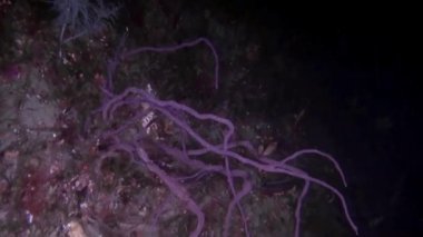 Pasifik Okyanusu 'nda Yeni Zelanda' nın sularında yüzen sualtı manzara videoları ve deniz sakinleri. Deniz canlılarının şaşırtıcı, güzel deniz yaşamı dünyası..