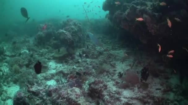 Malediwy Podwodny Widok Ryb Korali Jest Obowiązkowy Dla Każdego Poszukiwacza — Wideo stockowe