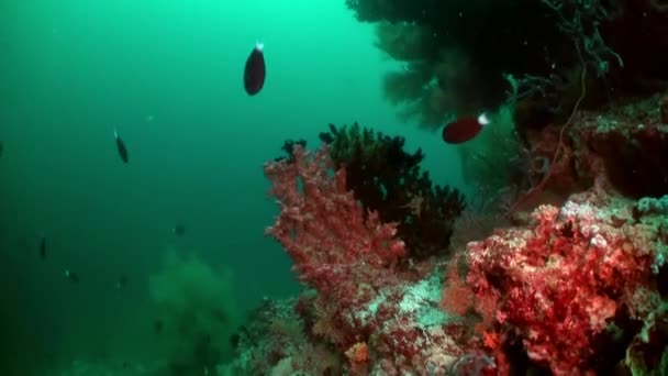 Maldivas Vista Subaquática Peixes Corais Verdadeira Obra Prima Natureza Uma — Vídeo de Stock