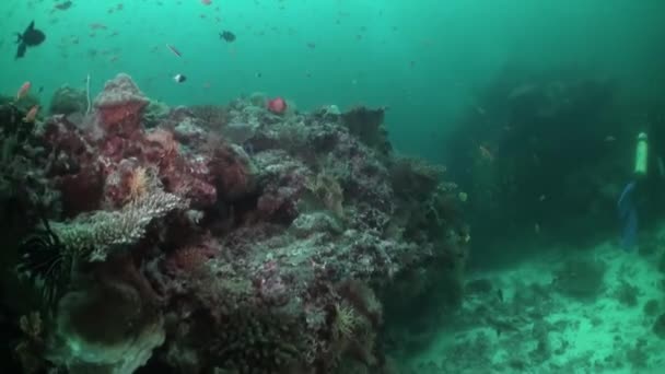 Malediwy Słyną Obfitego Życia Morskiego Tym Szkół Kolorowych Ryb Szkoły — Wideo stockowe