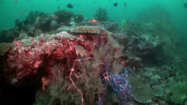 Опыт Красоты Подводный Вид Рыб Кораллов Мальдивах Самого Маленького Планктона — стоковое видео