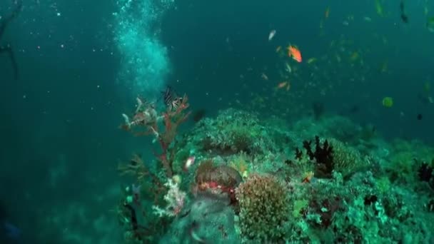 Maldive Ricche Ecosistema Sottomarino Ricordano Importanza Vita Marina Trincee Marine — Video Stock