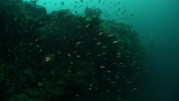 Att Bada Bland Fisk Och Koraller Maldiverna Som Att Komma — Stockvideo