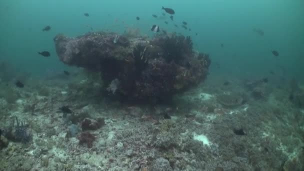 在马尔代夫发现了水下鱼类珊瑚的图像 并爱上了海洋 海底世界是一个迷人而神秘的领域 它继续吸引和激励着各个年龄段的人 — 图库视频影像