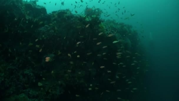 马尔代夫的水下世界证明了大自然的力量和美丽 探索水下世界不仅是令人兴奋的冒险 而且对我们星球的发展和福祉也具有重大意义 — 图库视频影像