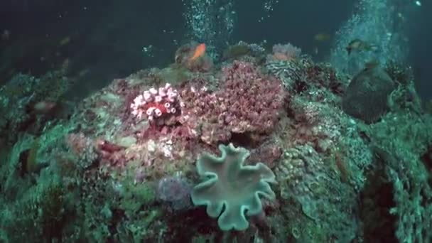 Дослідження Підводного Світу Мальдівах Незабутнім Досвідом Океан Життєво Важливою Частиною — стокове відео