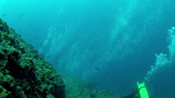 イスラ 2018年1月4日 イスラ ココで水中のダイバーや泡の美しい景色 水面下に潜ると 人は世界に没頭する — ストック動画