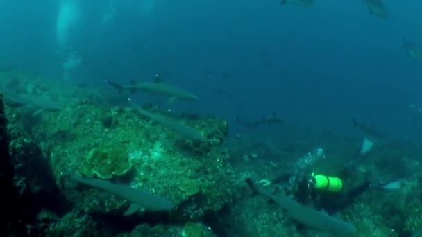 Isla Del Coco Stycznia 2018 Piękny Widok Nurka Rekinów Grupowych — Wideo stockowe