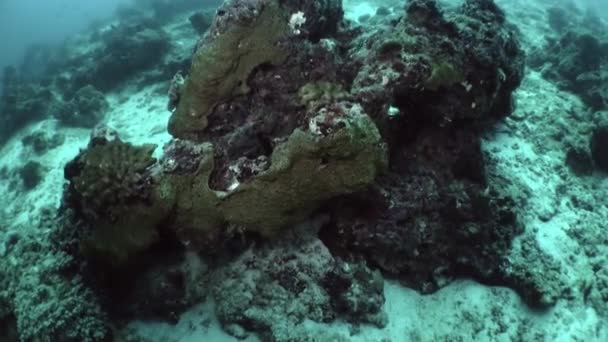 Maldives Vie Marine Diversifiée Compris Les Espèces Rares Poissons Coraux — Video