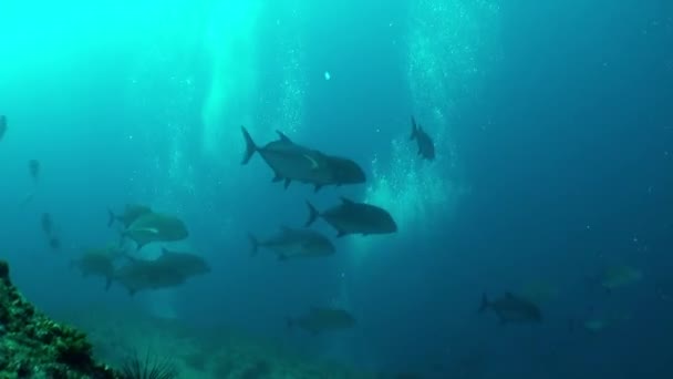 Isla Del Coco Great Place See Fish Shark Swimming Underwater — Stock Video