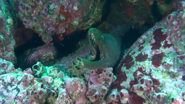 Moraine Underwater Close Isla Del Coco Escolas Peixes Nadam Padrões — Vídeo de Stock