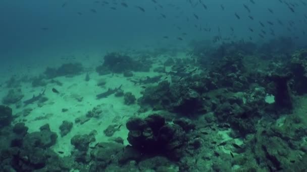 Ομαδικά Ψάρια Και Καρχαρίες Που Κολυμπούν Κοντά Κοραλλιογενή Ύφαλο Στην — Αρχείο Βίντεο