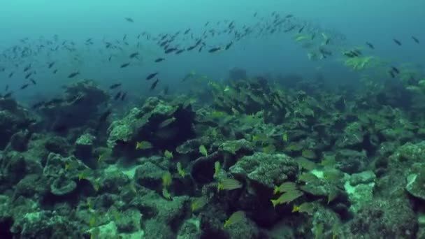 让自己沉浸在充满活力的海洋世界里 包括德尔科科岛的珊瑚礁和鱼类 科科岛周围的水域有大量的曼塔鱼 甚至偶尔也有成群的虎鲸 — 图库视频影像