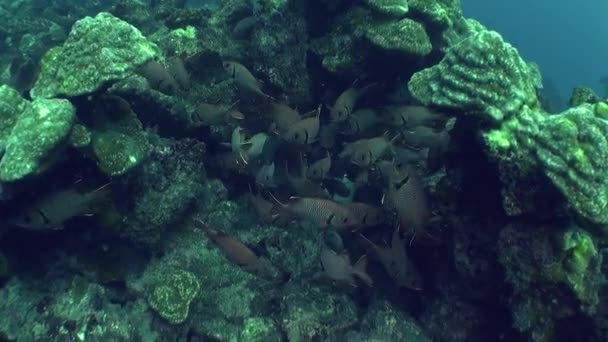 Vista Fascinante Vida Marina Los Arrecifes Coral Isla Del Coco — Vídeos de Stock