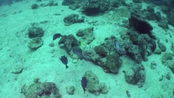 Fische Unter Wasser Der Isla Del Coco Bodennähe Wissenschaftler Und — Stockvideo