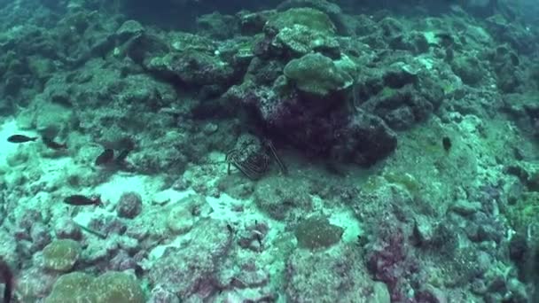 Grande Lagosta Agradável Close Subaquático Isla Del Coco Uma Visão — Vídeo de Stock