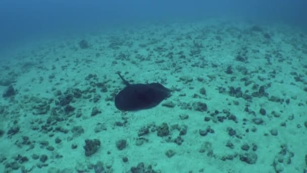 Stingray Podvodní Detailní Záběr Isla Del Coco Dna Krása Podmořského — Stock video