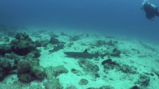 Wspaniały Widok Bliska Stado Rekinów Rafowych Pod Wodą Isla Del — Wideo stockowe