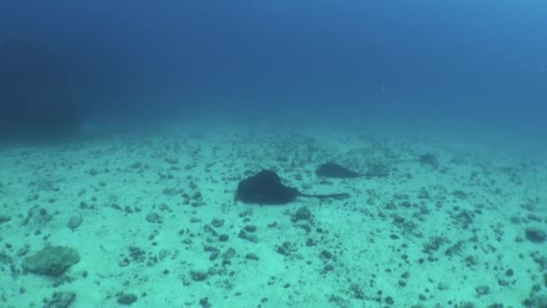 Stingray Pływać Pod Wodą Isla Del Coco Pobliżu Dna Pomimo — Wideo stockowe